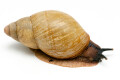 Archachatina porphyrostoma Nigeria B albino shell adult